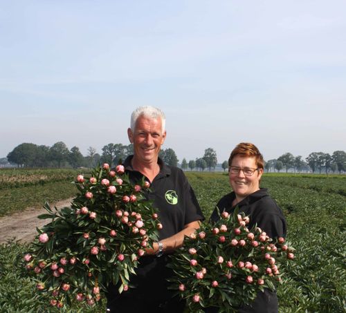 Pioenroos kwekerij 15 Mei 2024