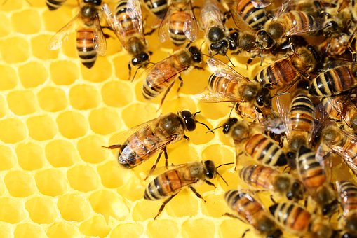 2022-11-15 Jan Honing over bijen