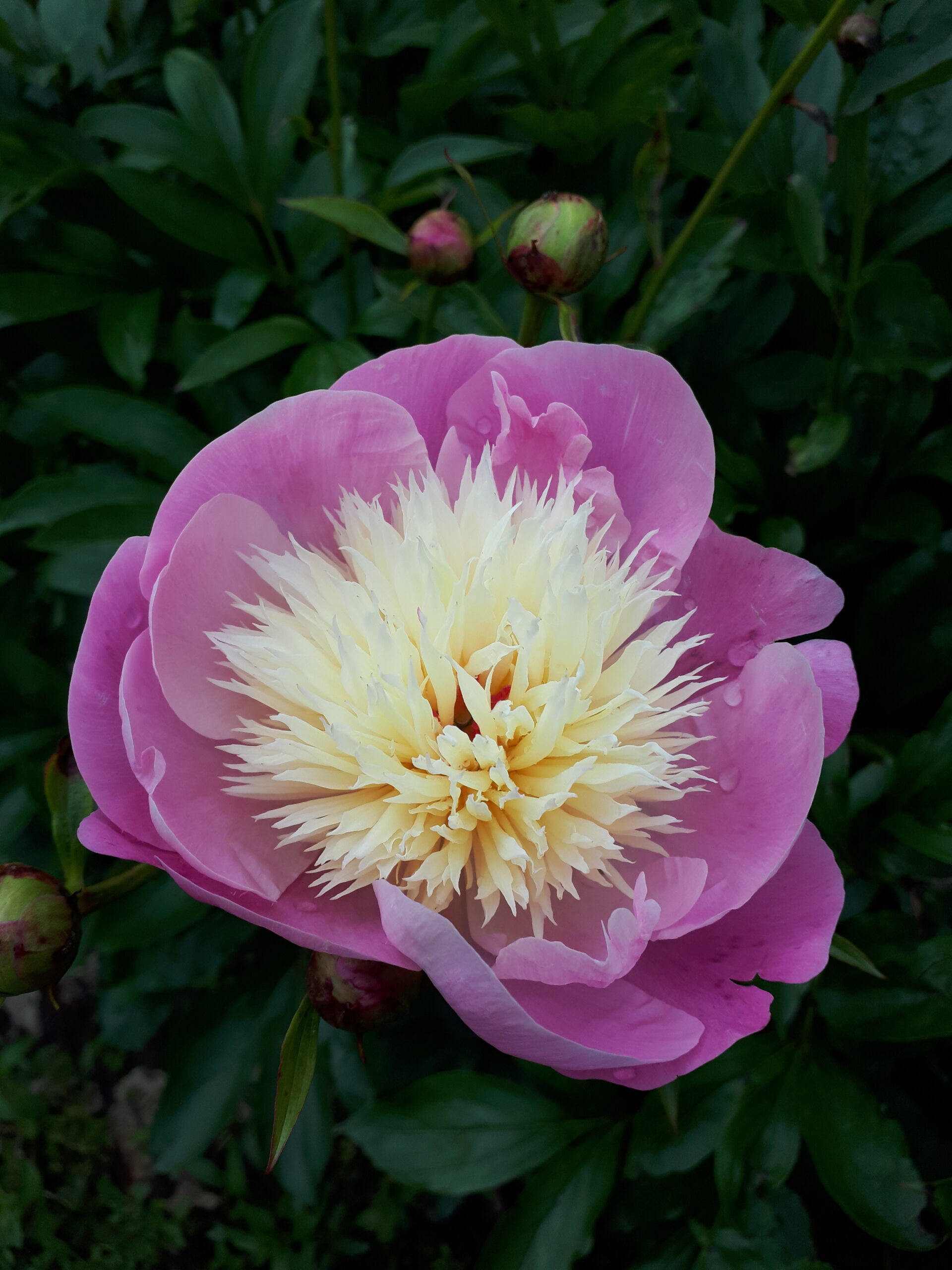 Naar Pantropica in  Luttelgeest
