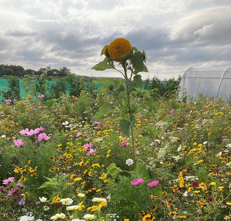 Tuinclub De Korenaar