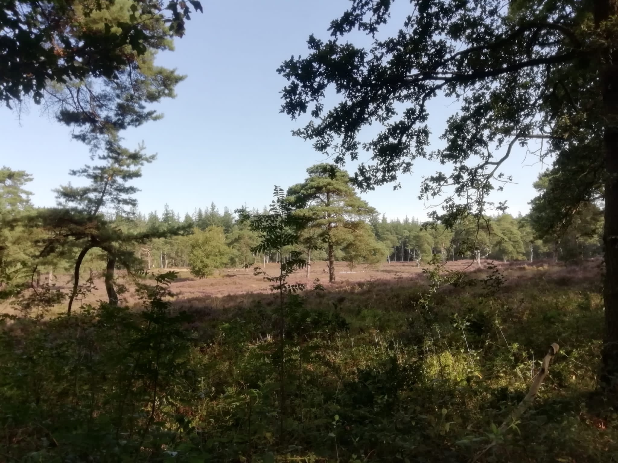 Provinciale wandeling Vrouwen van Nu september in Markelo