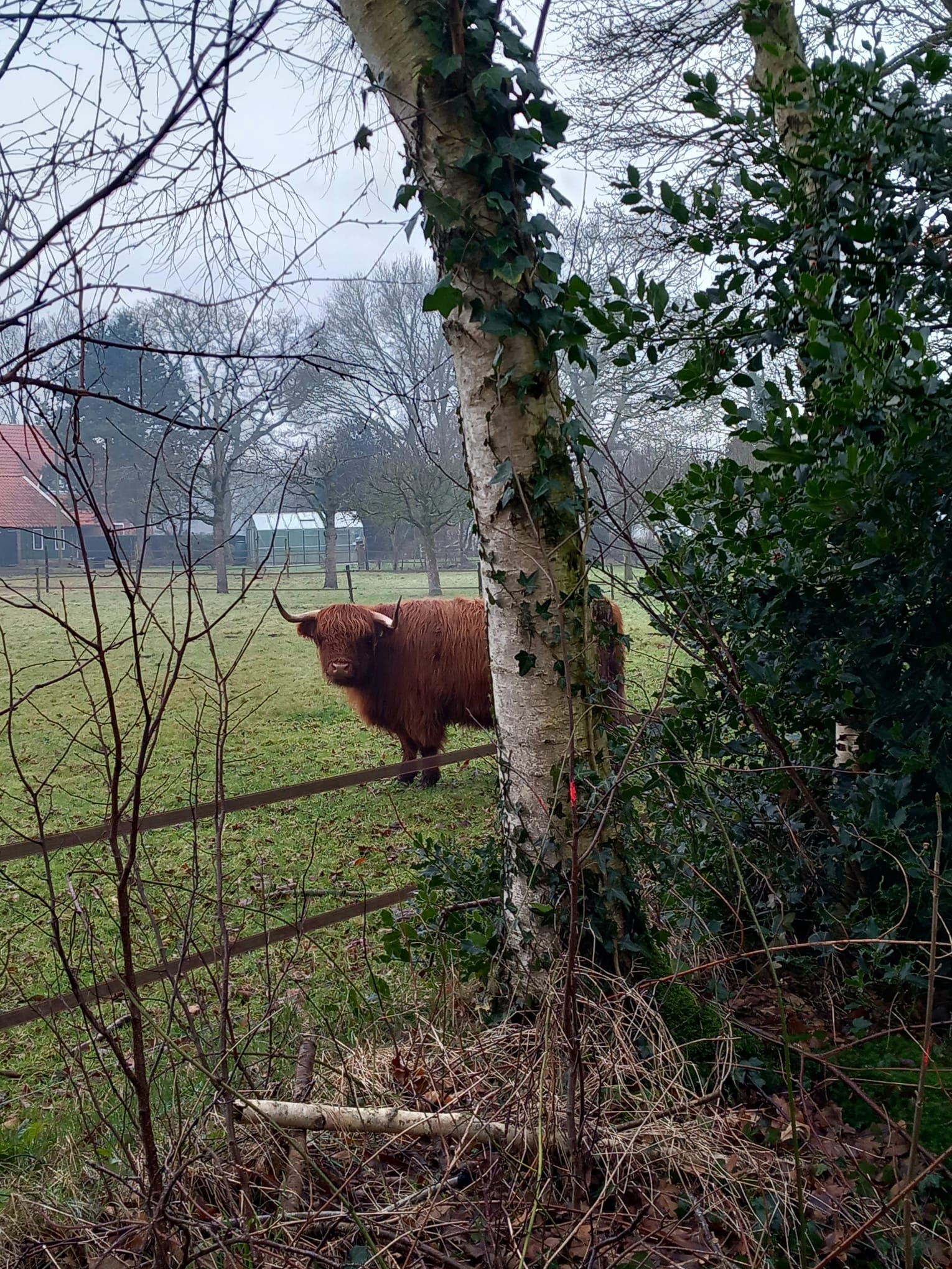 Veearts Gerrit Hegen
