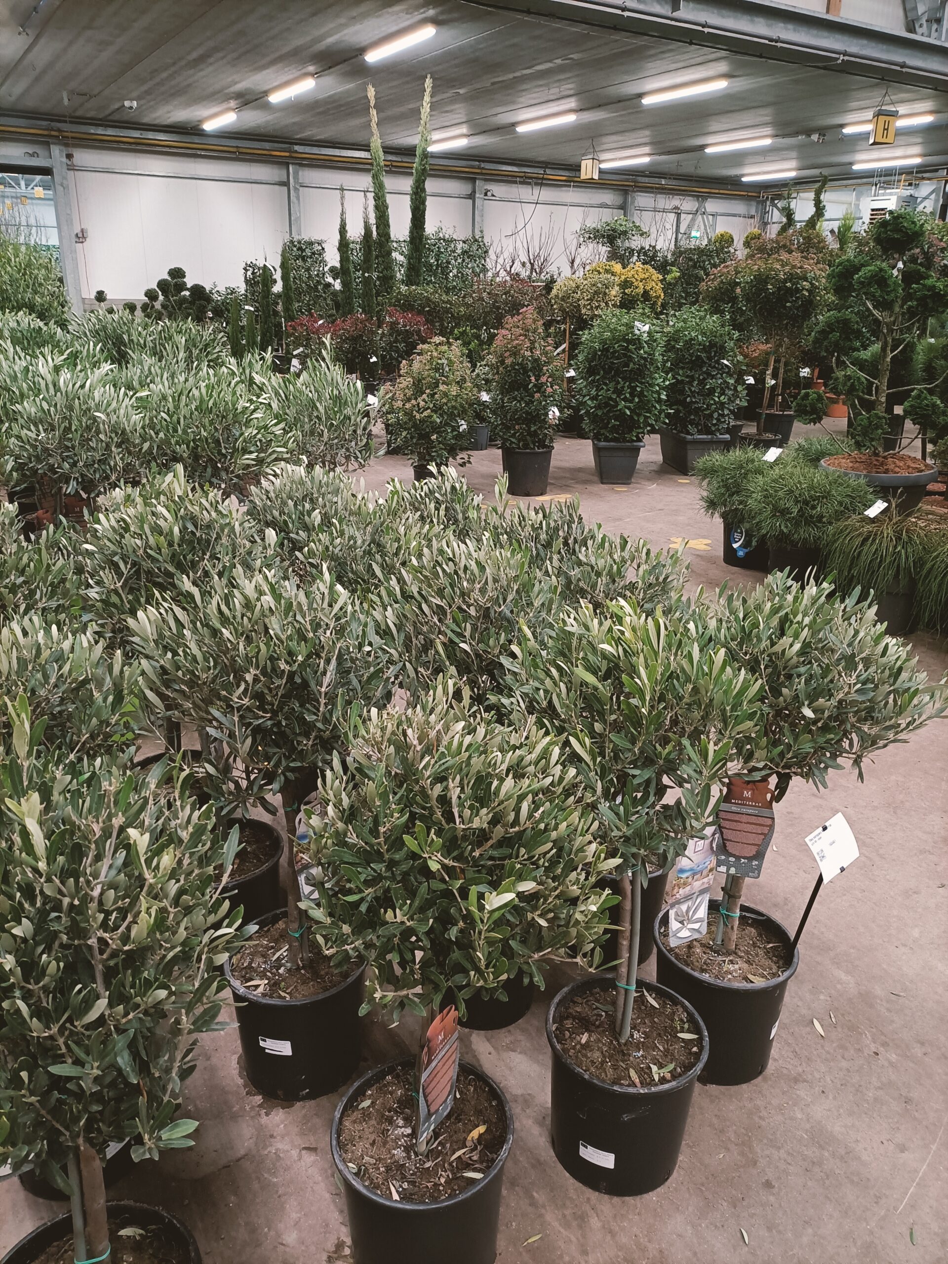 Excursie VvN 4 februari 2025 Arie Bouman Planten