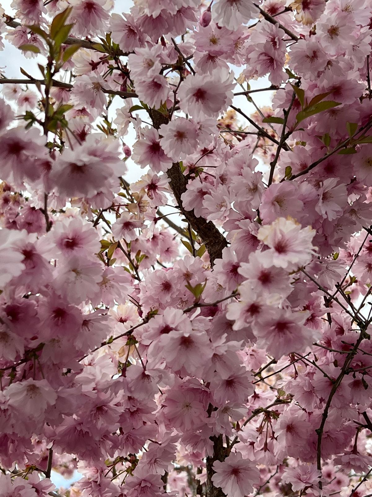 De tuinclub naar De Prunushof in Wilp donderdag 10 april 2025