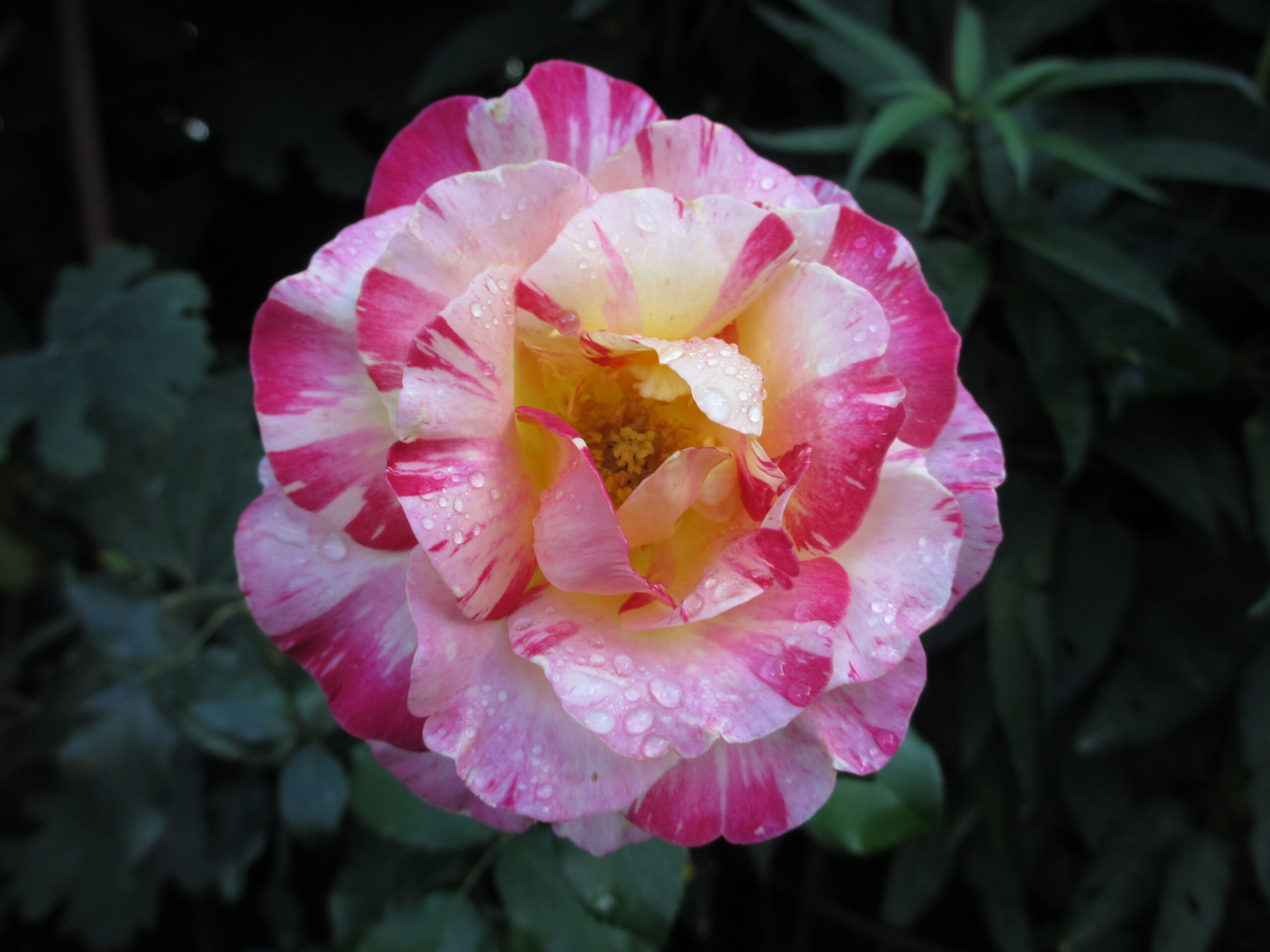 Eendaagse auto dagtocht oude IJsselstreek. dinsdag 16 juni of donderdag 18 juni