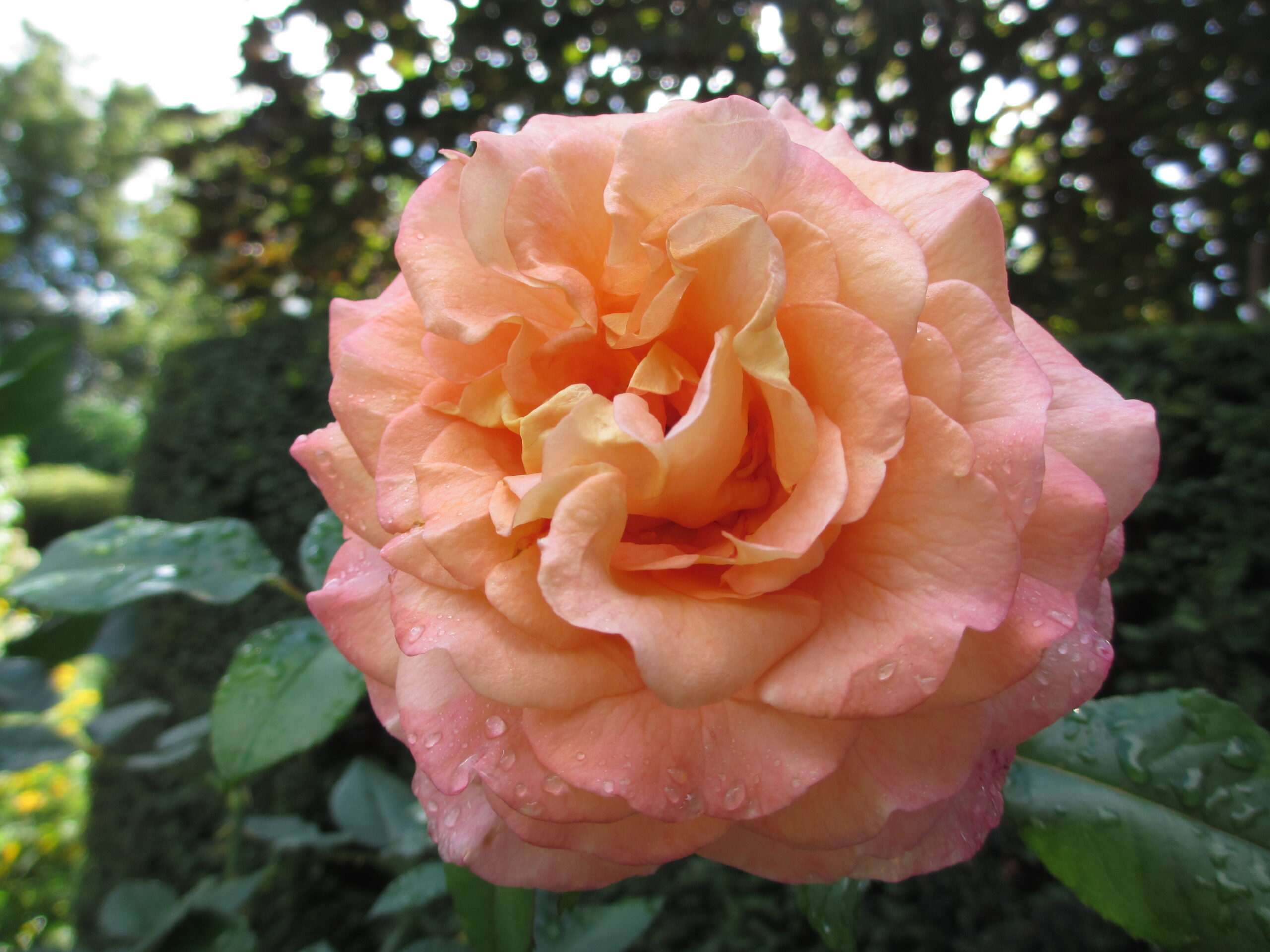 Eendaagse tuinenreis Oude IJsselstreek op 18 juni
