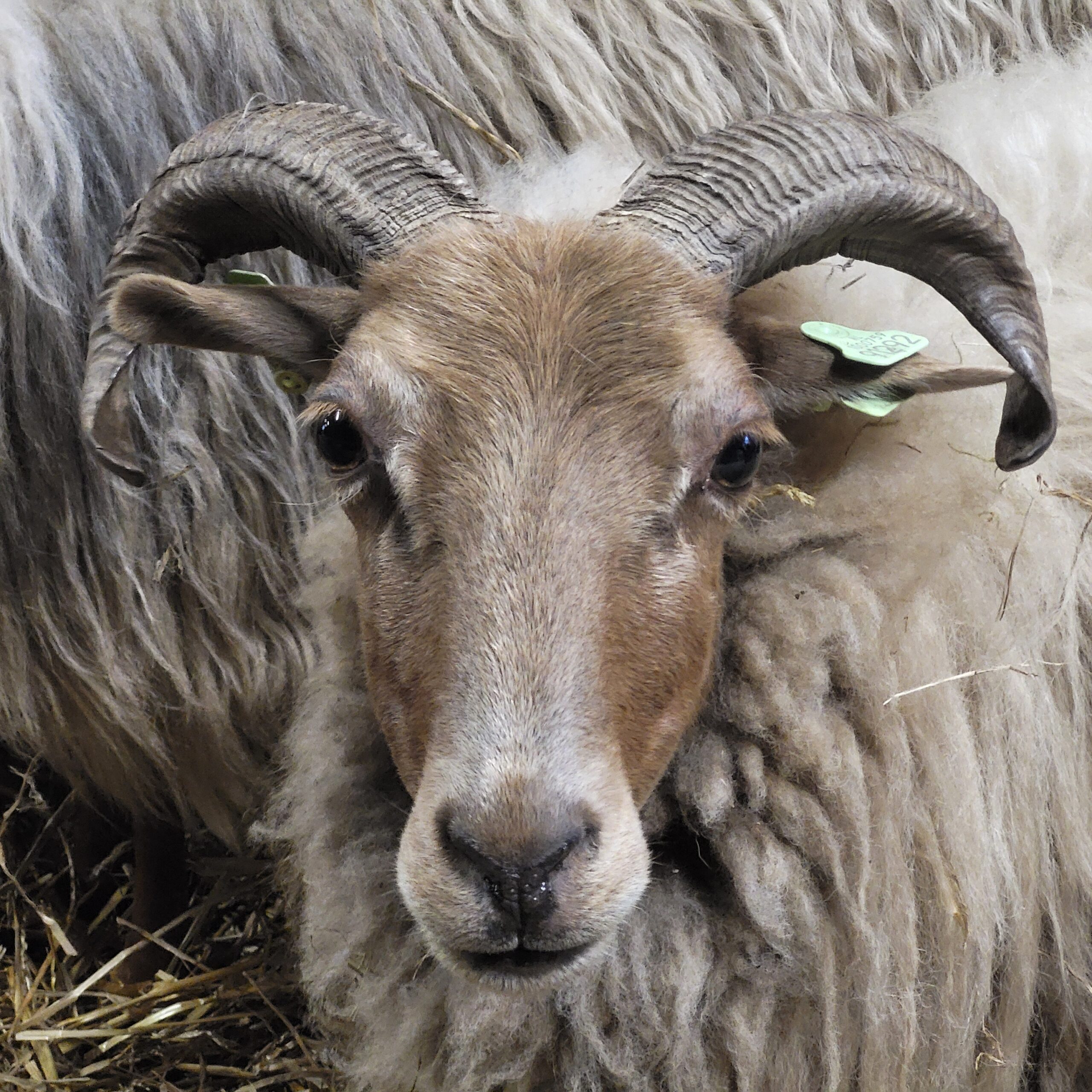 Schapen Achter ’t Zaand