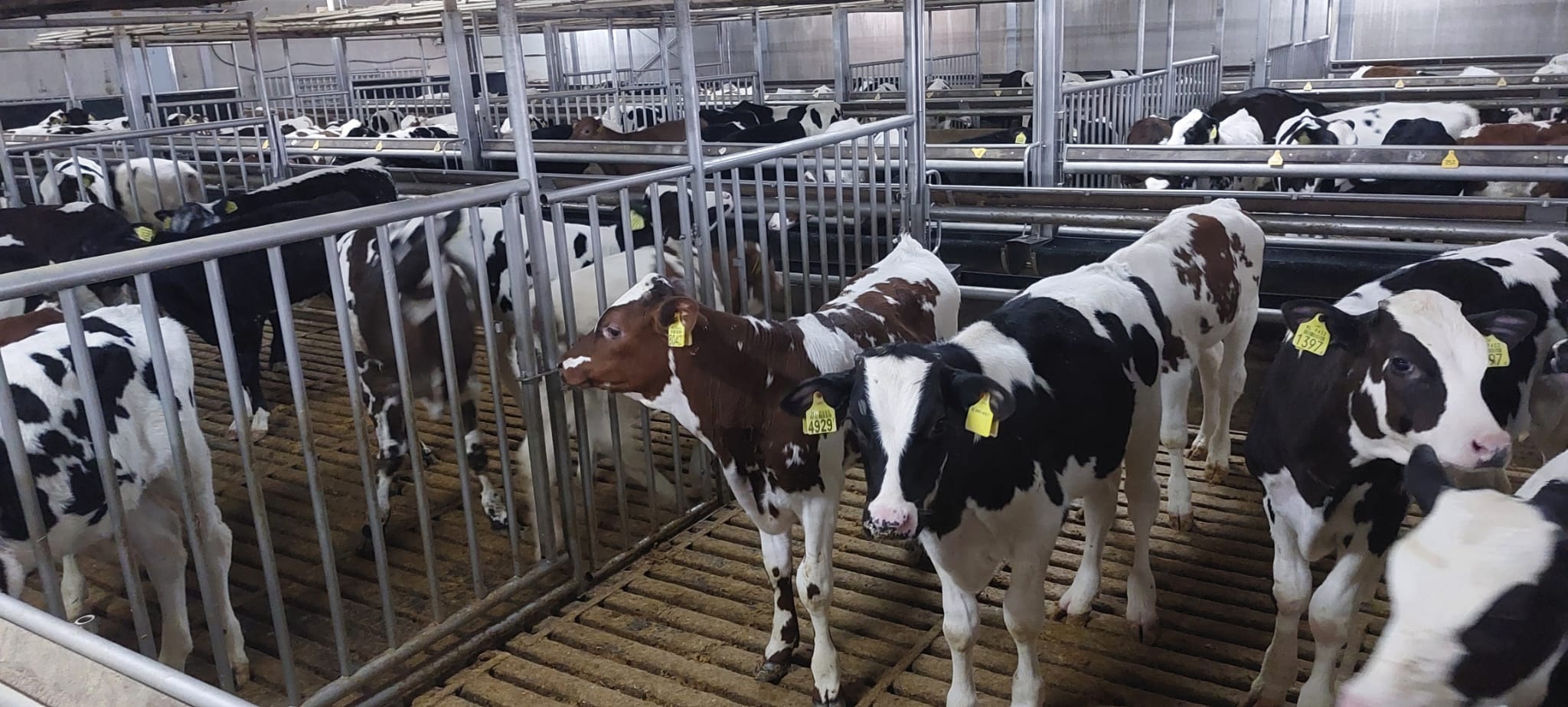 Agrarische dag in Holten