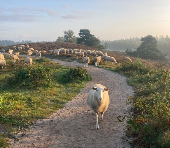 Provinciale fietsdag in Epe