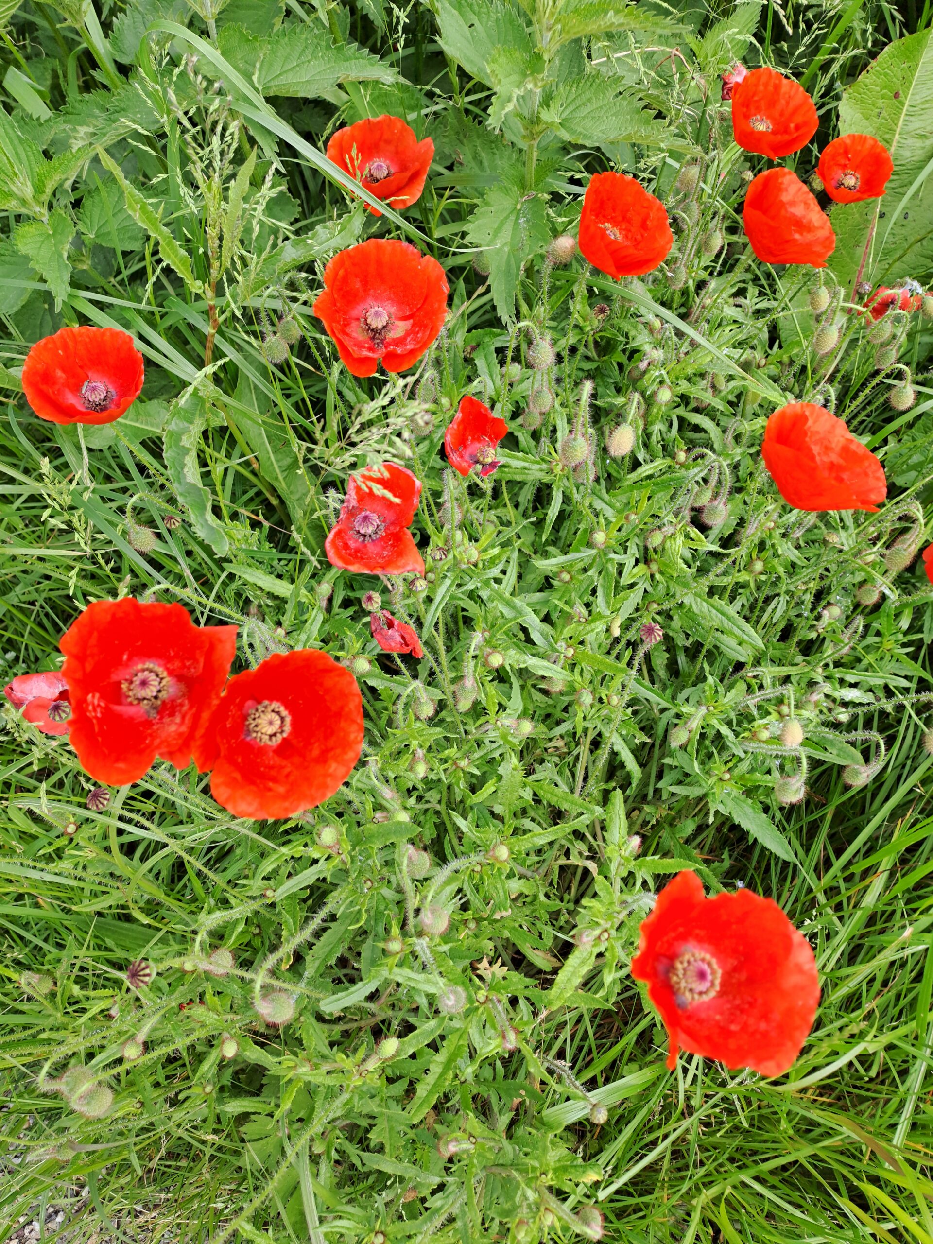 uitstapje tuinclub de klaprozen