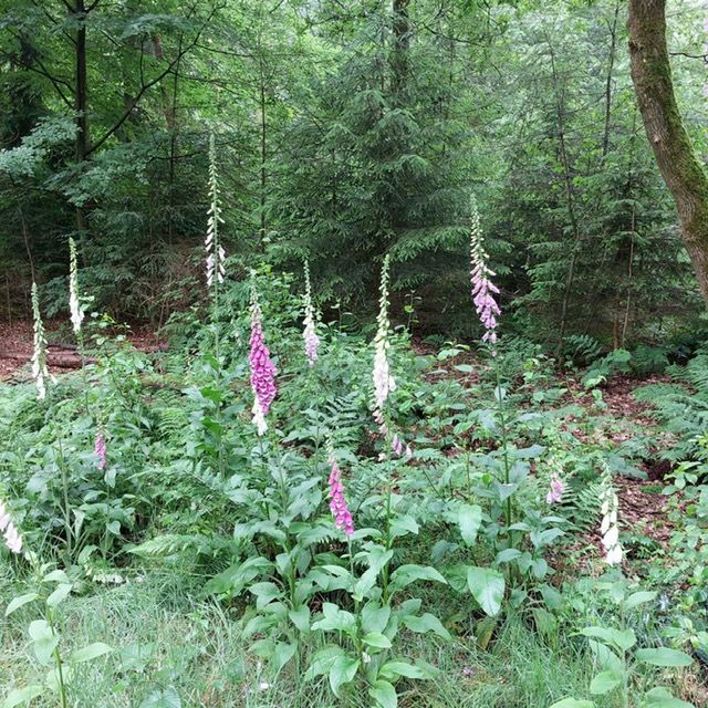 10 juni 2025 korte wandeling Boeschoten