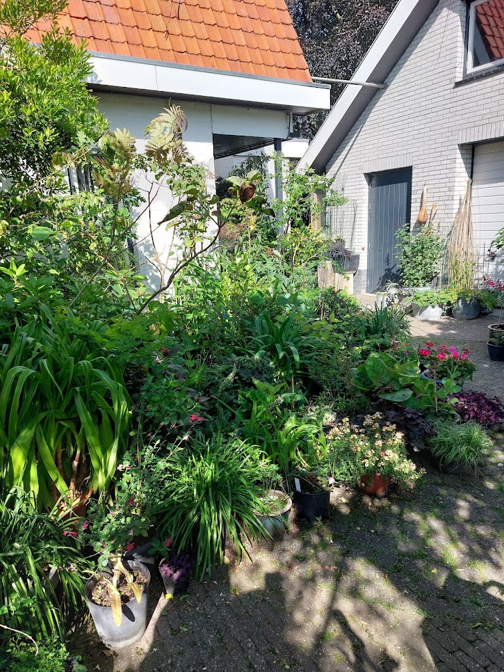 2025-06-12 bezoek tuin Carla Hoondert Heinkenszand