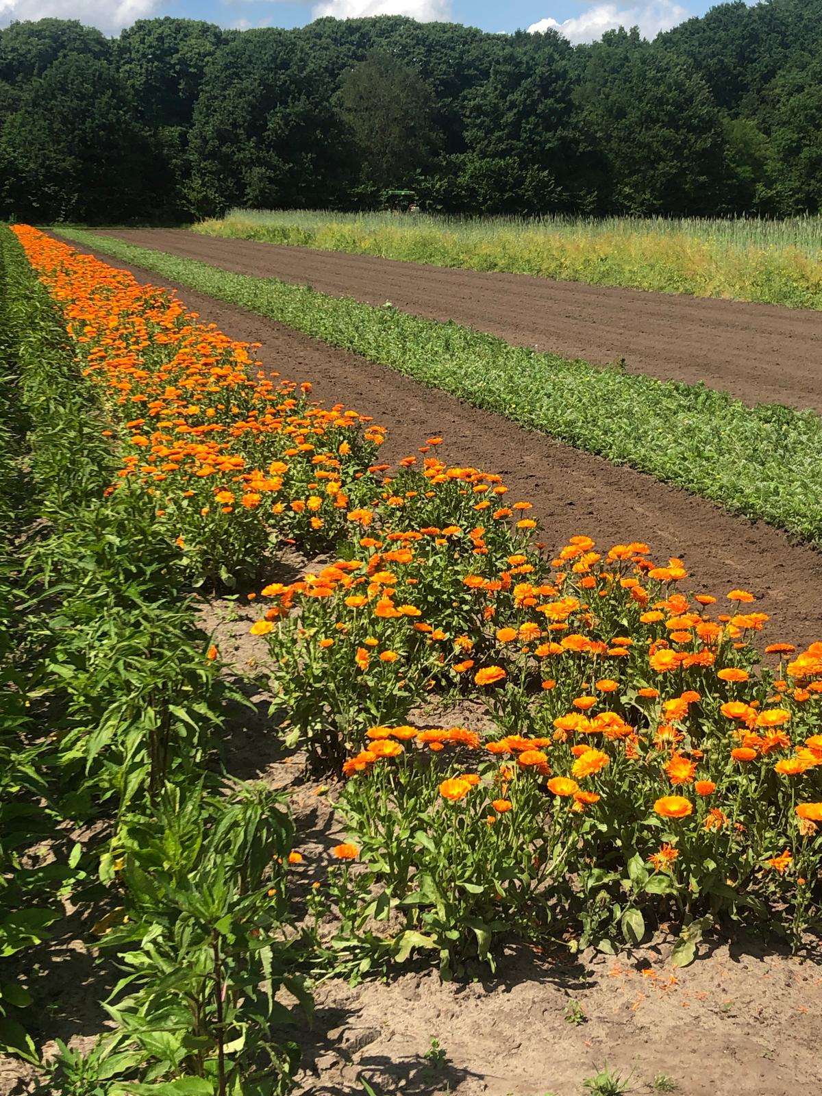 Tuinclub naar ”Dr Vogeltuinen ’t Harde maandag 2 juni 2025