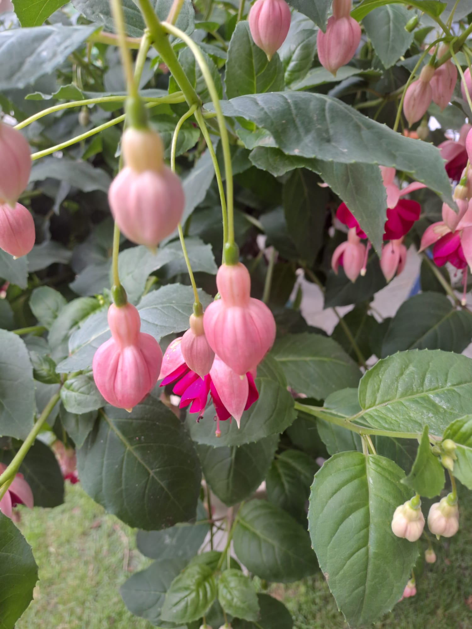 2025-6-27 Fuchsiatuin Zomerweelde.