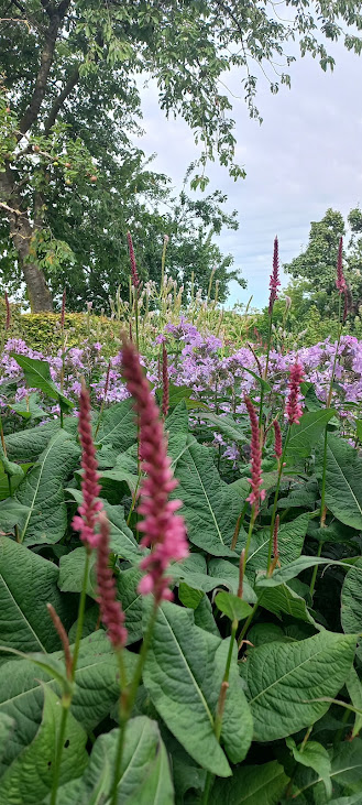 2025-07-10 Tuin bezoek aan  de “Groen Gaerd” in Zaamslag