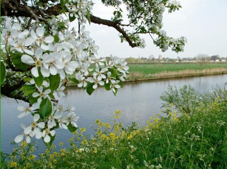 Beesd
