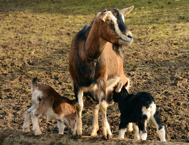 Dagtocht naar een geitenboerderij in Ouddorp en naar ‘s-Heerenhoek voor een klederdrachtpresentatie en een driegangendiner.