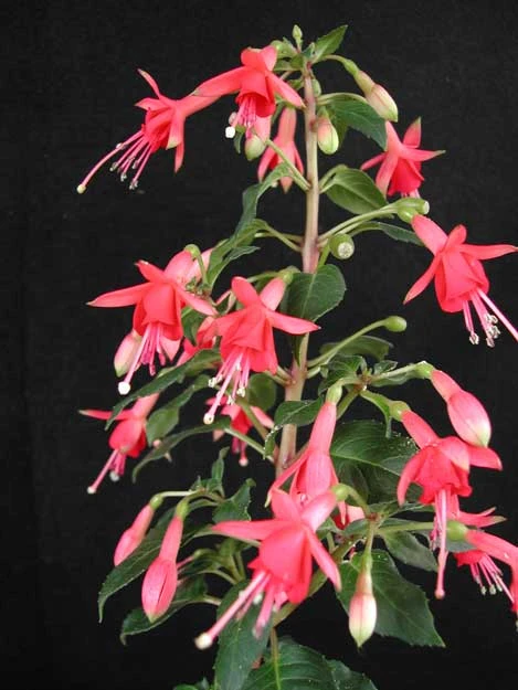 Bezichtiging De tuinen van Ruimzicht in Wijhe op vrijdag 4 september 2026