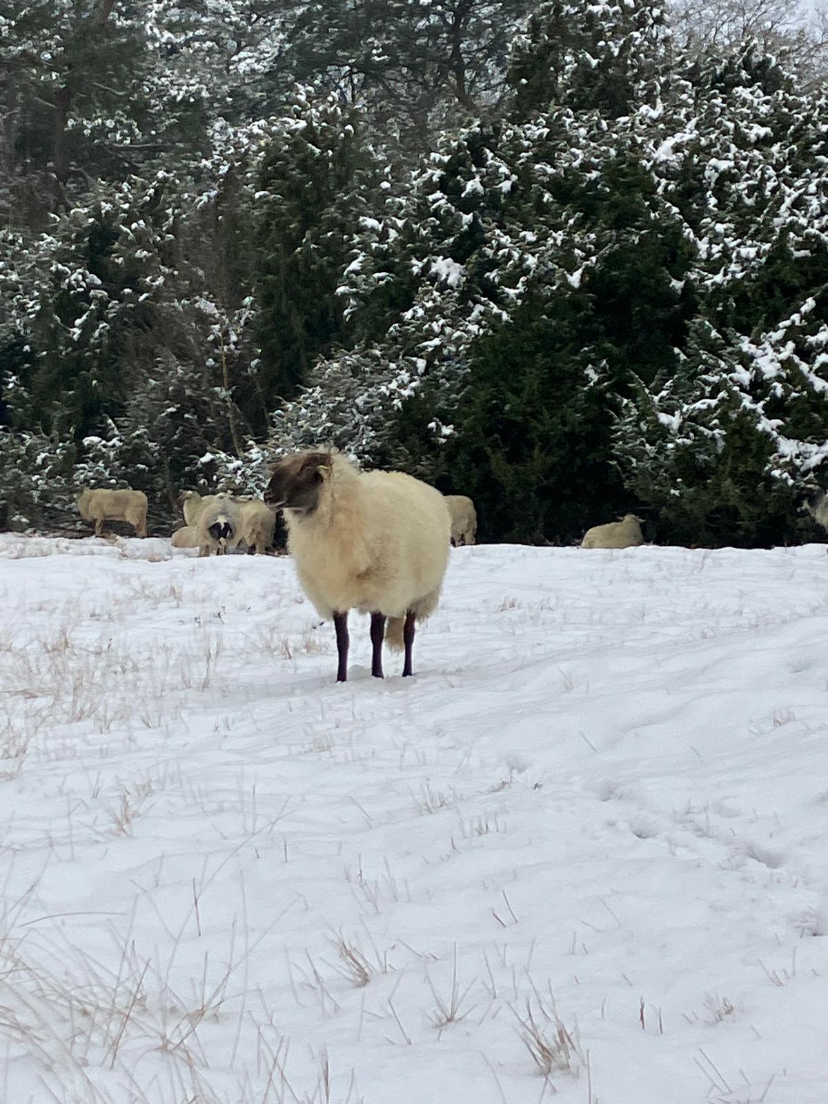Winterwandeling in Assen februari 2025