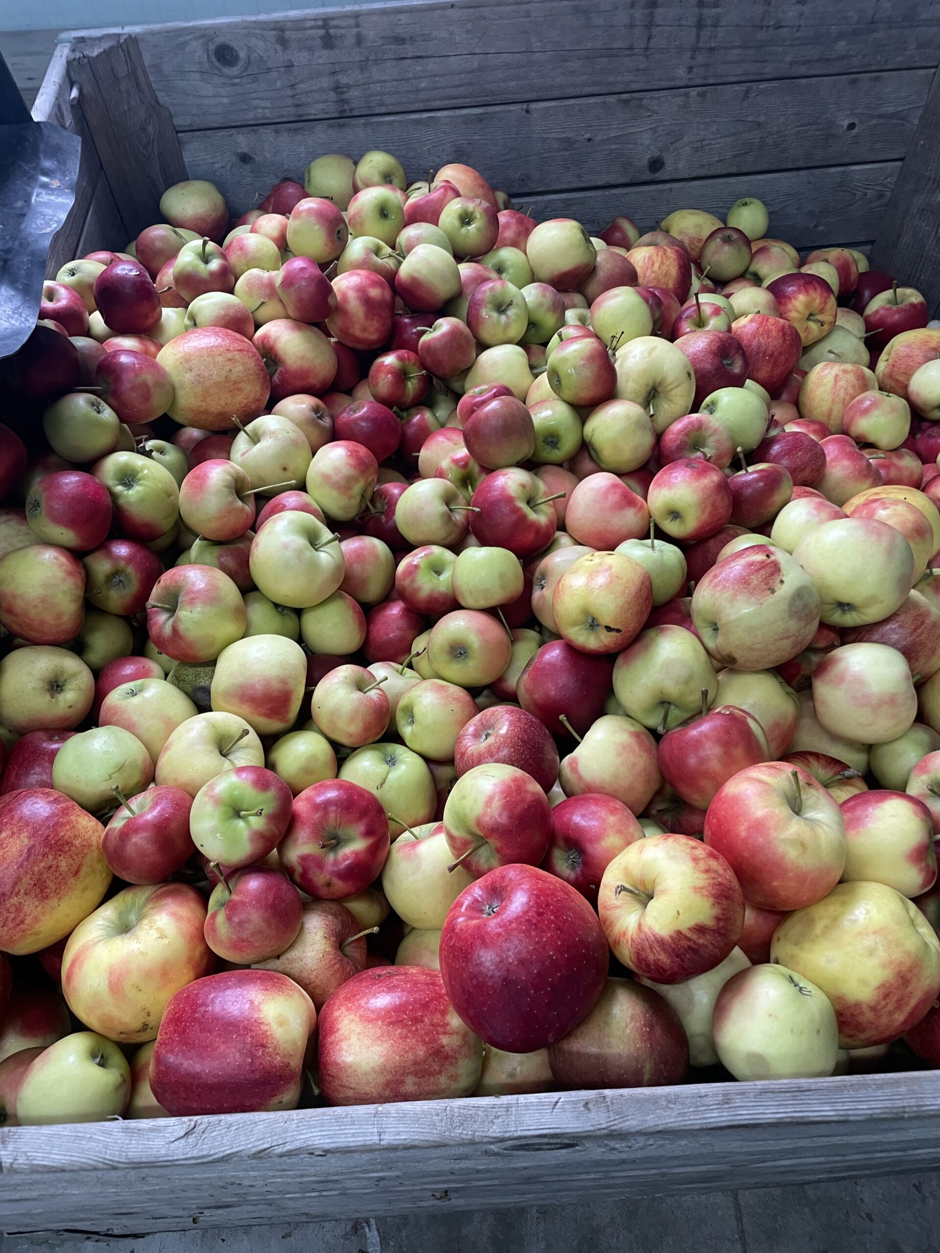 Bezoek Fruitbedrijf Horstink