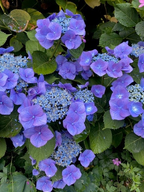 16-07-2025 Tuinbezoek