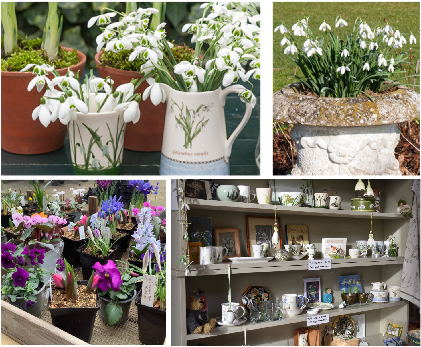 Tuinclub 4 ‘Vrouwenmantel’ Sneeuwklokjesfeest