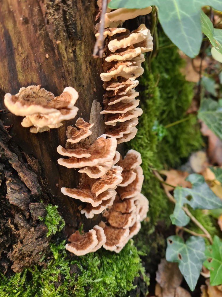 Heerlijke Nordic Walking wandeling