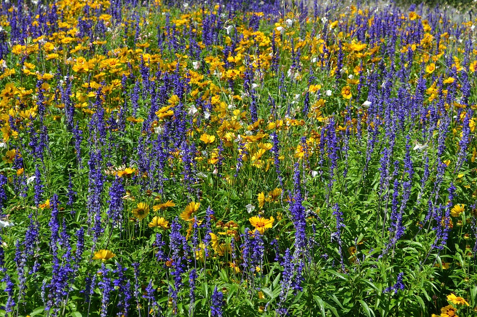 Ledenvergadering en Natuurvereniging IJsselmonde.
