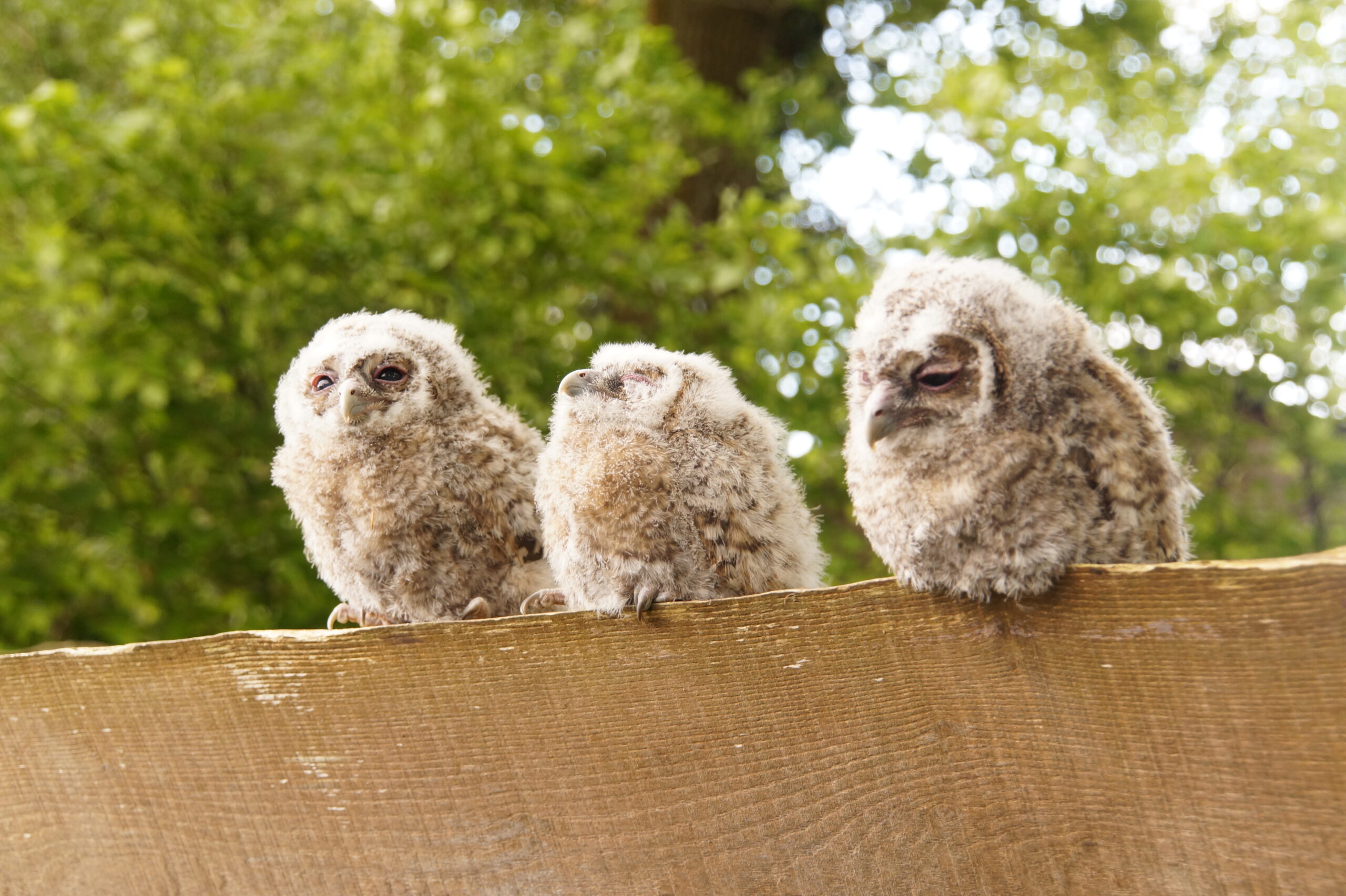 Nieuwjaarsbijeenkomst.