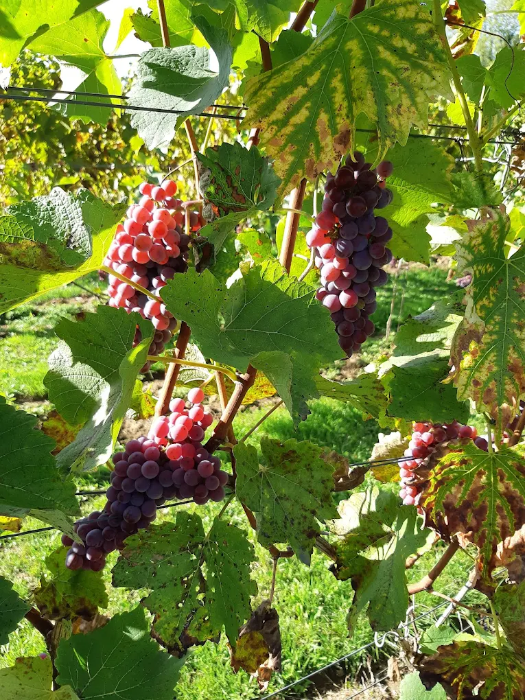 Tuinclub 4 ‘Vrouwenmantel’ Bezoek Wijngoed Kranenburg