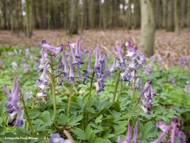 Bezichtiging Tuin Denneveld in Vorden en Tuin Valk in Ruurlo op donderdag 18 juni 2026