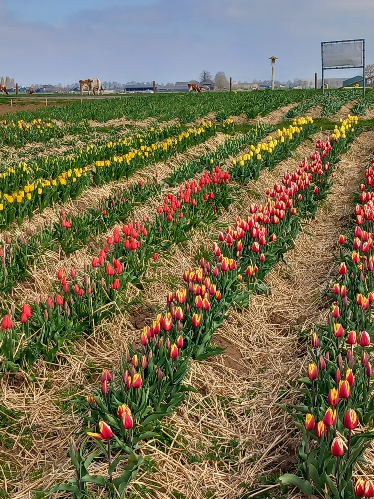 Excursie naar Biotulps en -flowers in Toldijk