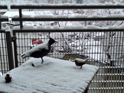 ledenbijeenkomst op 9 januari gaat niet door!