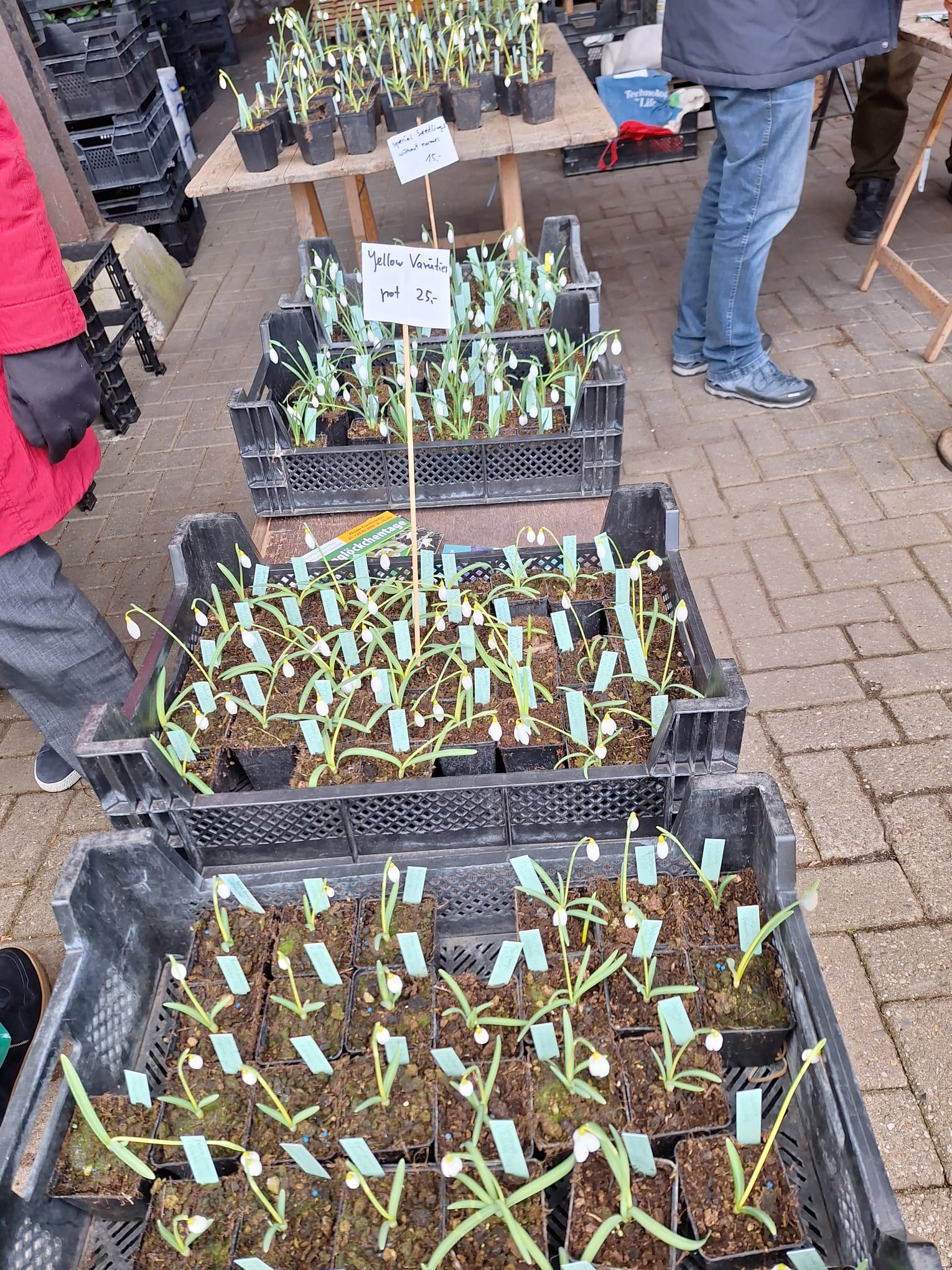 Tuinclub 4 bij Sneeuwklokjesfeest