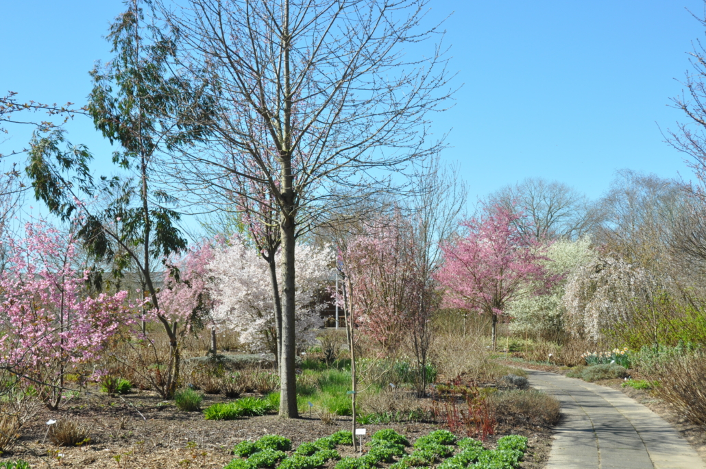 tuinclub 3 ‘vouwenmantel’ Bezoek de Prunushof