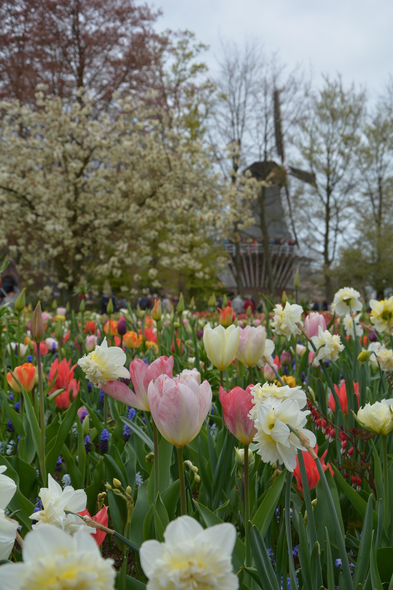 Busreis naar de Keukenhof