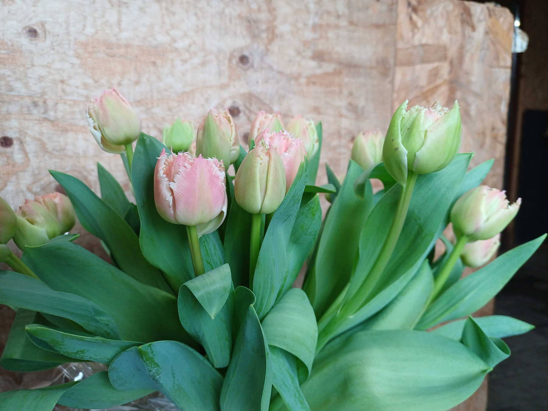 2026-02-24 Bezoek tulpenkwekerij Couwenberg te Knegsel