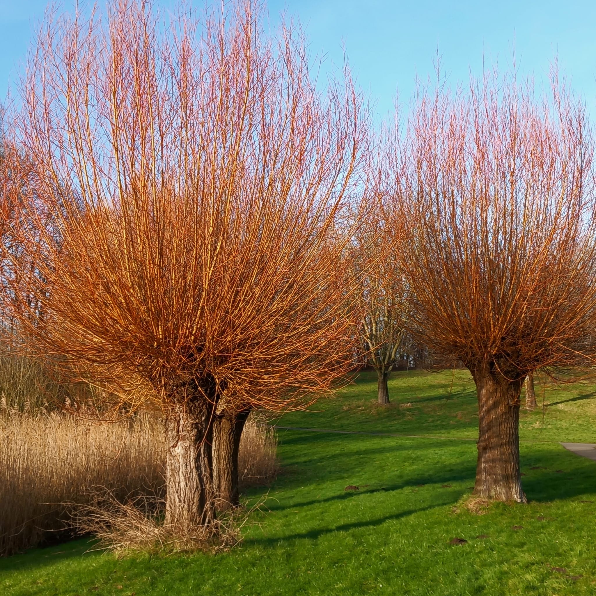 Nieuwsbrief Februari