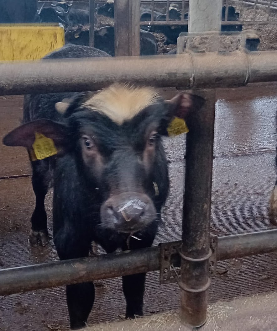 2026 februari – Tuinclub Bloesem bezoekt de waterbuffelboerderij in Diepenveen
