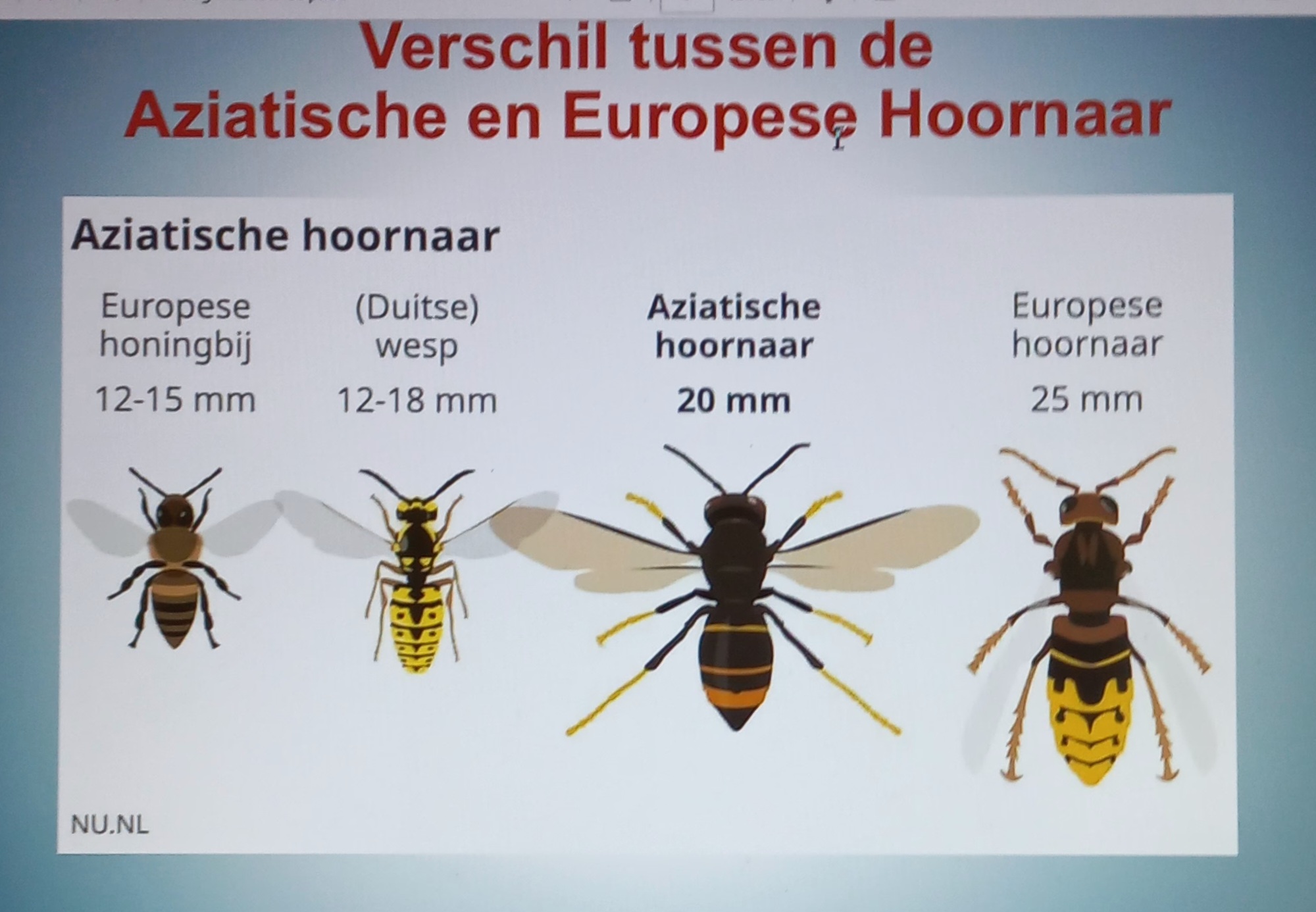 Informatie over melden Aziatische Hoornaar