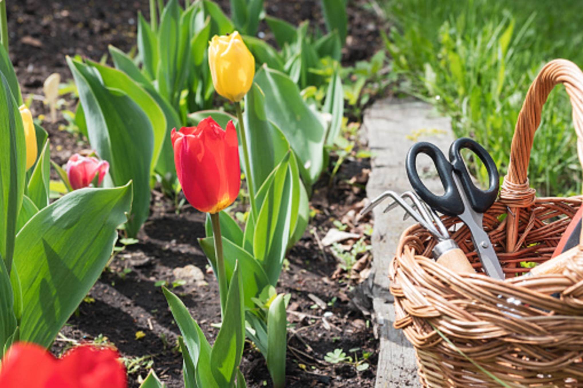 Excursie naar Carlijn’s Bloem en Bol