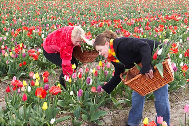 tulpenpluktuin Marknesse