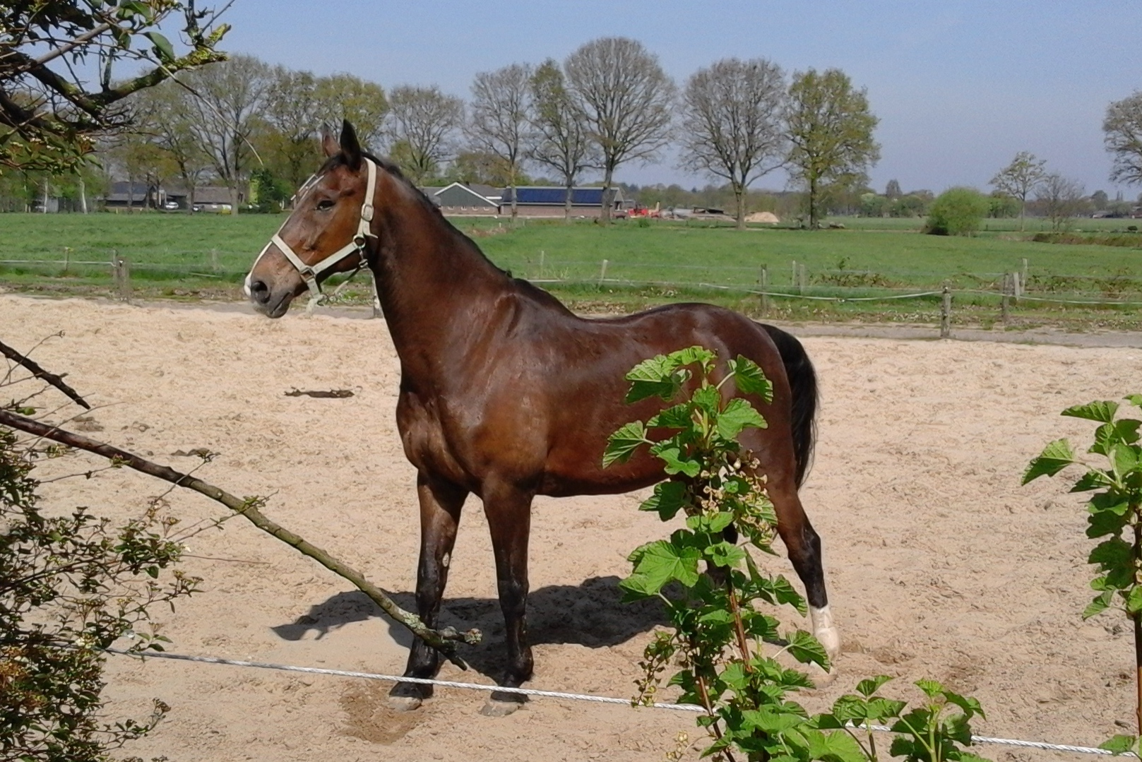 Excursie Stal De Nieuwe Schaers