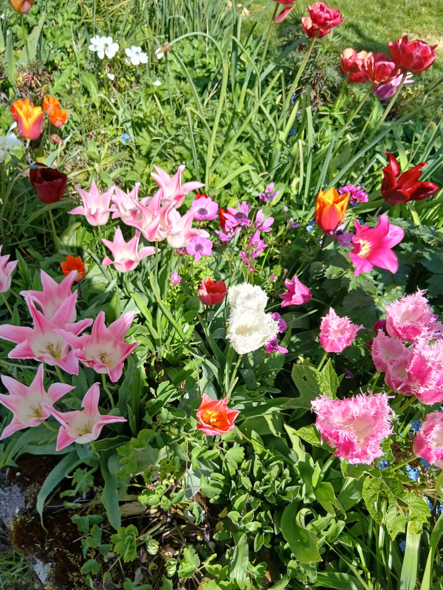16-4-2025 Tuinclub bij tuin de Pioenierster