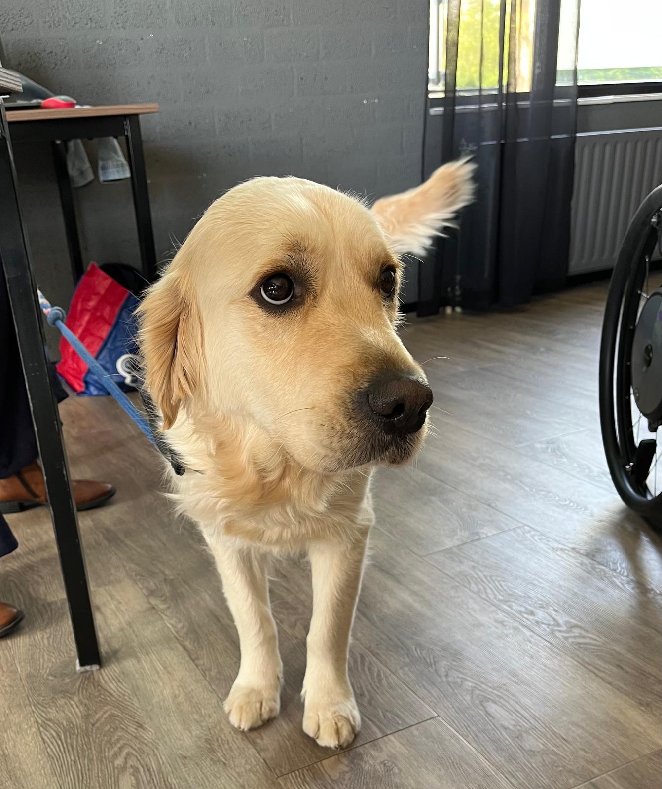 Afdelingsmiddag Stichting Hulphond