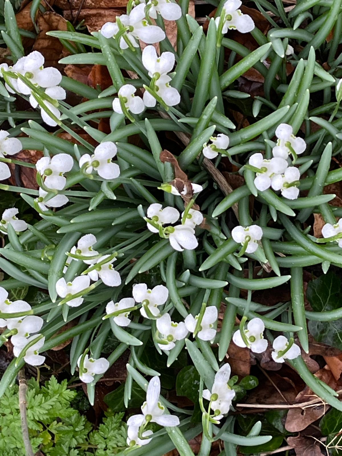 Tuinclub sneeuwklokjes kijken in Nederhemert