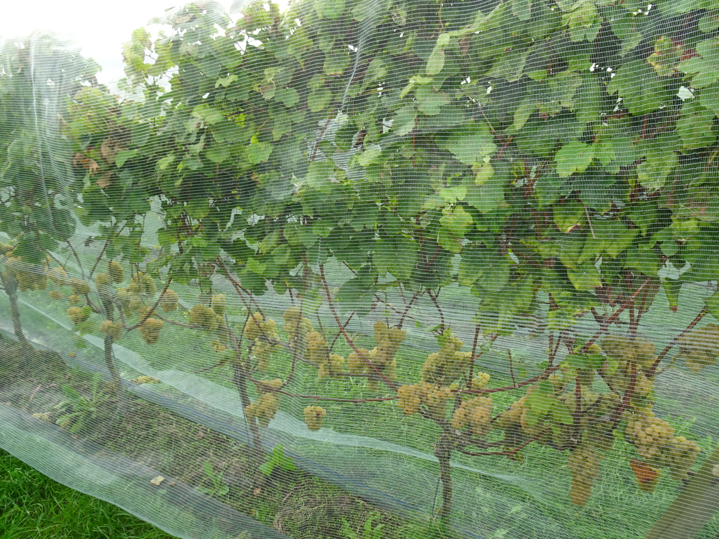 Agrarische dag bezoek Wijngaard