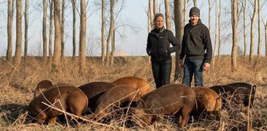 Akkervarkens  in Valthermond