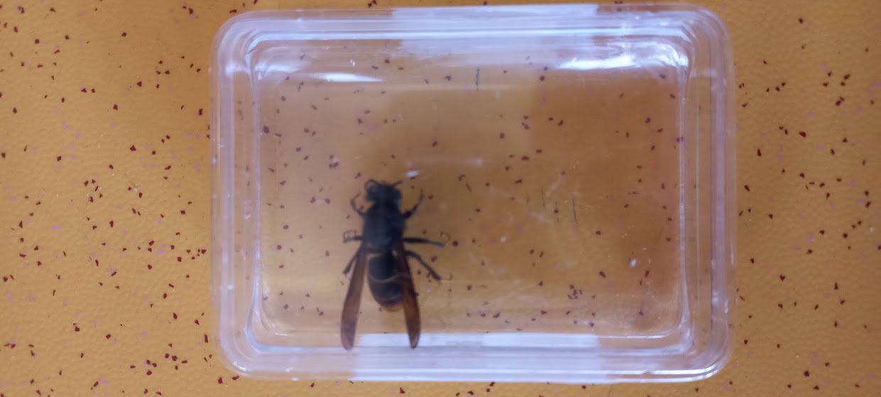 2026-03-19 Lezing Aziatische Hoornaar