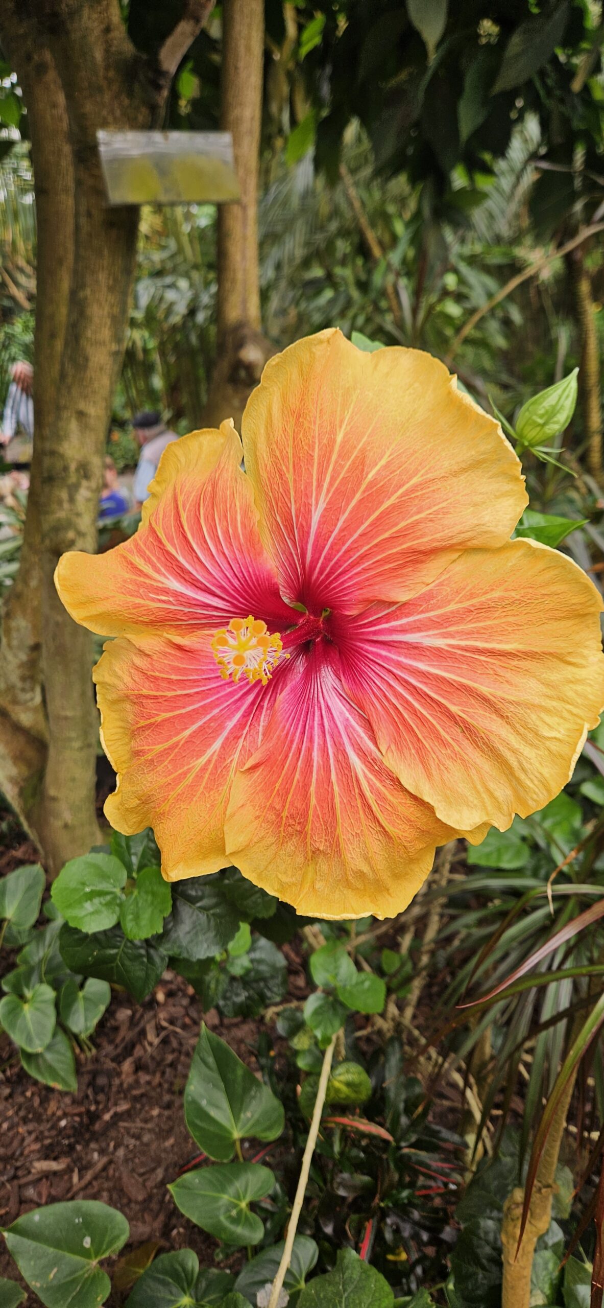 Pantropica 1 mei 2026